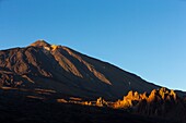 Spanien,Kanarische Inseln,Insel Teneriffa,Parque Nacional del Teide (Teide-Nationalpark),von der UNESCO zum Weltkulturerbe erklärt,Vegetation und Felsen bis zum Vulkan Teide