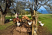 Chile, Los Lagos region, Chiloé Island, Castro District, Rilan Peninsula, San José Municipality, pigs and hens from the farm