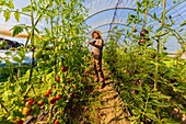 Schweden,Grafschaft Vastra Gotaland,Hokerum,Weiler Ulricehamn,Bericht der Familie Rochat,Pierre inspiziert seine Tomatenplantagen im Tunnel