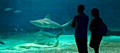 Italy, Liguria, Genoa, Porto Antico (Old harbour) with the largest aquarium of Europe, the basin of sharks (Selachimorpha)