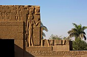 Ägypten,Oberägypten,Niltal,Kom Ombo,Wand des Tempels von Kom Ombo,verziert mit Flachreliefs vor einem Hintergrund von Palmen