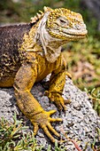 Ecuador, Galapagos Archipelago, listed as World Heritage by UNESCO, Santa Cruz Island, South Plaza Island, Galapagos Terrestrial Iguana (Conolophus subcristatus)