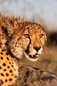 Gepard (Acinonyx jubatus),kommt in Afrika vor,spaziert in Savanne,in Gefangenschaft