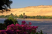 Egypt, Upper Egypt, Aswan, high sand dune on the left bank of the Nile from the island of flowers covered with pink bougainvillea