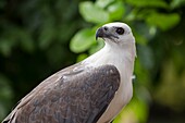 Philippines, Palawan, Malampaya Sound Protected Landscape and Seascape, captive White-bellied Sea-eagle (Haliaeetus leucogaster) in the backyard of a fisher house