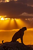 Cheetah (Acinonyx jubatus), occurs in Africa, adult at sunset, captive