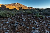 Spanien,Kanarische Inseln,Insel Teneriffa,Parque Nacional del Teide (Teide-Nationalpark),von der UNESCO zum Weltkulturerbe erklärt,Vegetation und Felsen bis zum Vulkan Teide