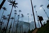 Kolumbien,Kaffeeregion,Salento,Cocora-Tal,Nationalpark Los Nevados,Wachspalmen,Ceroxylon Quindiunse