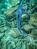 Ecuador,Galapagos-Archipel,von der UNESCO zum Weltkulturerbe erklärt,Itabaca-Kanal zwischen der Insel Santa Cruz und der Insel Baltra,Weißspitzenhai (Carcharhinus albimarginatus)