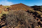 Spanien,Kanarische Inseln,Insel Teneriffa,Parque Nacional del Teide (Teide-Nationalpark),von der UNESCO zum Weltnaturerbe erklärt,Vegetation und Felsen bis zum Vulkan Teide