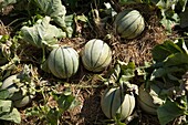 Muskmelon in garden (Cucumis melo), France