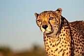 Gepard (Acinonyx jubatus),kommt in Afrika vor,läuft in Savanne,in Gefangenschaft