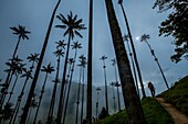 Kolumbien,Kaffeeregion,Salento,Cocora-Tal,Nationalpark Los Nevados,Wachspalmen,Ceroxylon Quindiunse