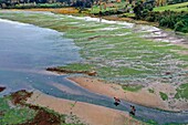 Chile, Los Lagos region, Chiloé Island, Castro District, Rilan Peninsula, San José Municipality, Tierra Chiloé hotel, riders in the estuary (aerial view)