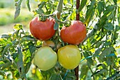 Tomatoes in the garden (Solanium lycopersicum), France