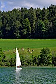 Frankreich,Doubs,Saint Point Lac,Saint Point See,Segelboot,Weide,montbeliarde Kühe