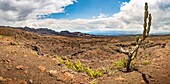 Ecuador, Galapagos archipelago, listed as World Heritage by UNESCO, Isabela Island (Albemarie), panoramic view of Chico volcano