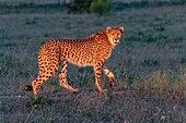 Gepard (Acinonyx jubatus),kommt in Afrika vor,läuft in Savanne,in Gefangenschaft