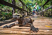 Ecuador, Galapagos archipelago, listed as World Heritage by UNESCO, Isabela Island (Albemarie), Puerto Villamil, Galapagos marine iguana (Amblyrhynchus cristatus) sunbathing on a footbridge leading to the beach in the mangrove