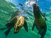 Ecuador,Galápagos-Archipel,von der UNESCO zum Weltnaturerbe erklärt,Insel Santa Maria (Floreana),Schwimmen mit Galápagos-Seelöwen (Zalophus wollebaeki)