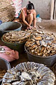 Philippines, Palawan, Malampaya Sound Protected Landscape and Seascape, woman sorting the dried fishes for packing