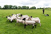 Ireland, Meath County, Navan area, Causey Farm, pedagogical farm, Demonstration of sheepdog with Border collies dog