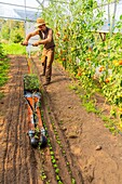 Sweden, County of Vastra Gotaland, Hokerum, Ulricehamn hamlet, Rochat family report, greenhouse 1, 80 days later, setting up basil with a French tool and a Japanese paper support