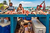 Ecuador, Galápagos Archipelago, listed as World Heritage by UNESCO, Santa Cruz Island, Puerto Ayora, Fish Market, Galapagos Sea Lion (Zalophus wollebaeki) and Galapagos Brown Pelican (Pelecanus occidentalis urinator) are waiting for the remains fish preparation