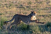 Gepard (Acinonyx jubatus),kommt in Afrika vor,Spaziergang in Savanne,in Gefangenschaft