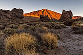 Spanien,Kanarische Inseln,Insel Teneriffa,Parque Nacional del Teide (Teide-Nationalpark),von der UNESCO zum Weltkulturerbe erklärt,Vegetation und Felsen bis zum Vulkan Teide