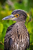 Ecuador,Galapagos-Archipel,von der UNESCO zum Weltnaturerbe erklärt,Insel Santa Cruz,Puerto Ayora,Grünrückenreiher (Butorides striatus) in den Mangroven