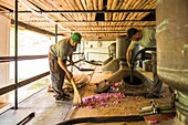 Bulgaria, Stara Zagora, Kazanlak, The Valley of Roses, the Enio Bonchev distillery