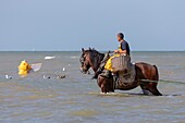 Belgien,Provinz Westflandern,Koksijde,Oostduinkerke,die Krabbenfischerei zu Pferd ist eine weltweit einzigartige Art des Fischfangs,die 2013 von der UNESCO als immaterielles Kulturerbe der Menschheit anerkannt wurde und deren Tradition mehrere Jahrhunderte zurückreicht