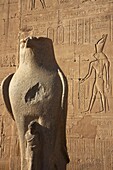 Ägypten,Oberägypten,Niltal,Edfu,Falken-Skulptur vor der Fassade des Horus-Tempels,dem zweitgrößten Heiligtum Ägyptens