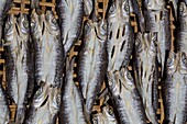 Philippines, Palawan, Malampaya Sound Protected Landscape and Seascape, fishes drying in the sun