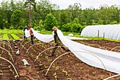 Sweden, County of Vastra Gotaland, Hokerum, Ulricehamn hamlet, Rochat family report, immediate protection with a protective veil after planting cabbages