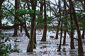 Malaysia,Borneo,Bako-Nationalpark,Junger Krabbenfresser-Makake