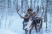 Russia, Sakha, the Evenks are nomadic reindeer herders of the taiga in Siberia