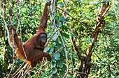 Malaysia, Sarawak, Semengok, the Semonggok Wildlife Rehabilitation Center is located south of Kuching, and is a rehabilitative sanctuary of Orangs-utans who were injured or captured