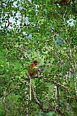 Malaysia, Borneo, Bako National Park, the Nasal (Nasalis larvatus) is an arboreal monkey from the island of Borneo It is classified in danger by IUCN