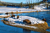 United States, Montana, Whyoming and Idaho, Yellowstone National Park, Bison in Yellowstone National Park