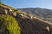 Italy, Sicily, Mount Etna Regional Nature Park, Mount Etna, UNESCO World Heritage Site, North Slope