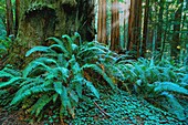 Vereinigte Staaten,Kalifornien,Redwood National Park,Redwood National Park schützt reiche einheimische Flora und Fauna