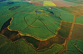 United States, Maui Island, Hawaii, Pineapple crop seen from the sky on Maui Island (aerial view)