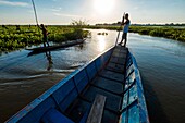 Colombia, Magdalena, pirogue trip on the Rio Magdalena to the great swamp, or Ciénaga, of Pijiño, progression in a channel of open water, obstacle watchman at the bow