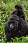 Ruanda,Nordprovinz,Volcanoes National Park,der Berggorilla (Gorilla beringei) kann zwei Meter hoch werden und 300 Kilo wiegen