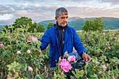 Bulgaria, Stara Zagora, Kazanlak, The Valley of Roses, harvesting roses on the fields of the Enio Bonchev distillery