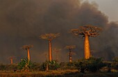 Madagascar, Tulear, Menabe, Baobab Alley, (Adansonia grandidieri)