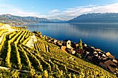 Switzerland, Canton of Vaud, Lavaux Vineyard Terraces listed as World Heritage by UNESCO, it extends from Montreux to Lausanne on 32km along Lake Geneva and 850ha, the village of Saint Saphorin