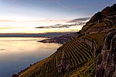 Switzerland, Canton of Vaud, Lavaux Vineyard Terraces listed as World Heritage by UNESCO, it extends from Montreux to Lausanne on 32km along Lake Geneva and 850ha